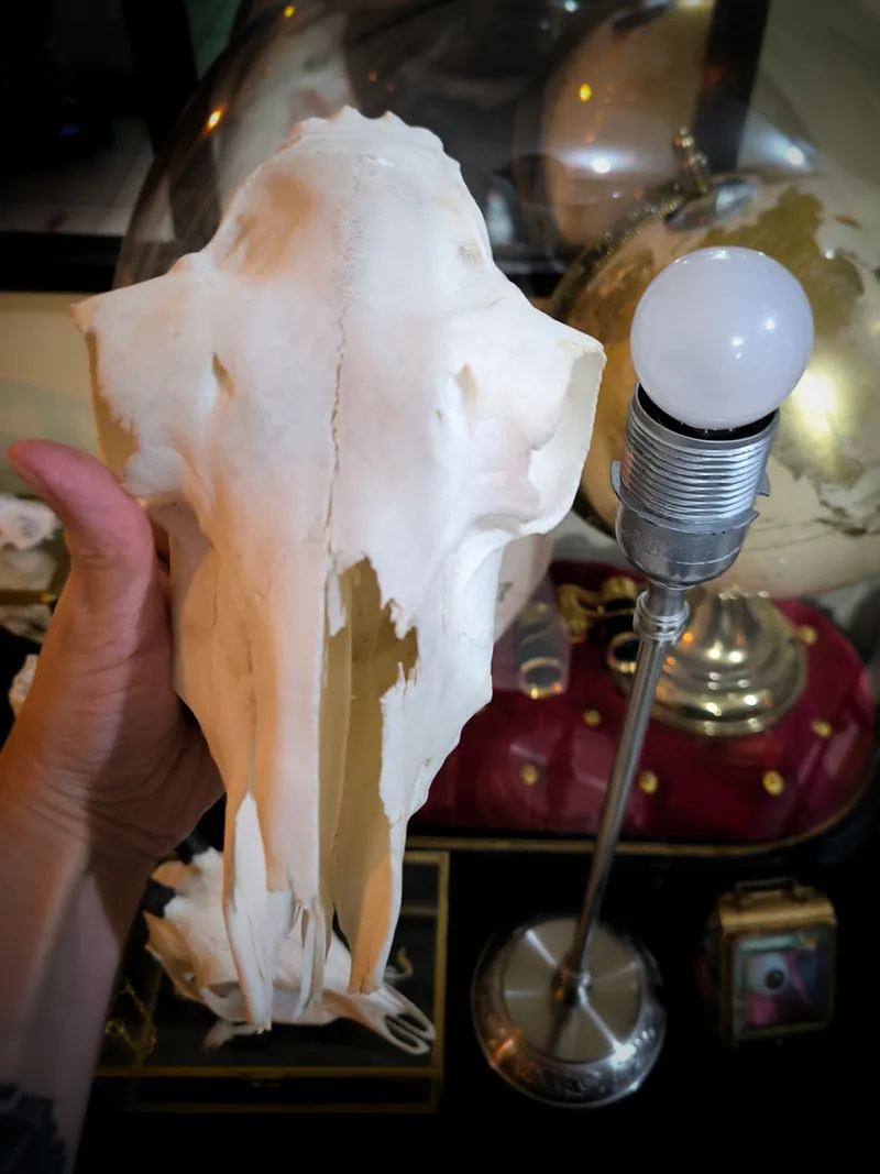 Lampe crâne de mouton, décoration gothique faite main (3)