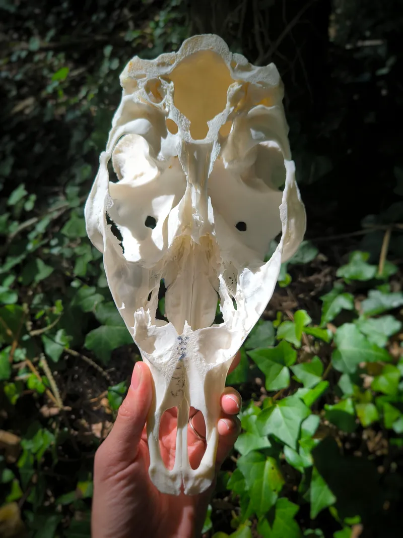 Crâne de cerf sika - motifs porcelaine, handmade gothic home decor (3)