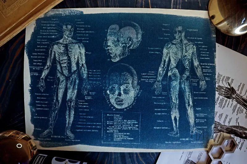 Cyanatomy - l'écorché A4, original gothic art
