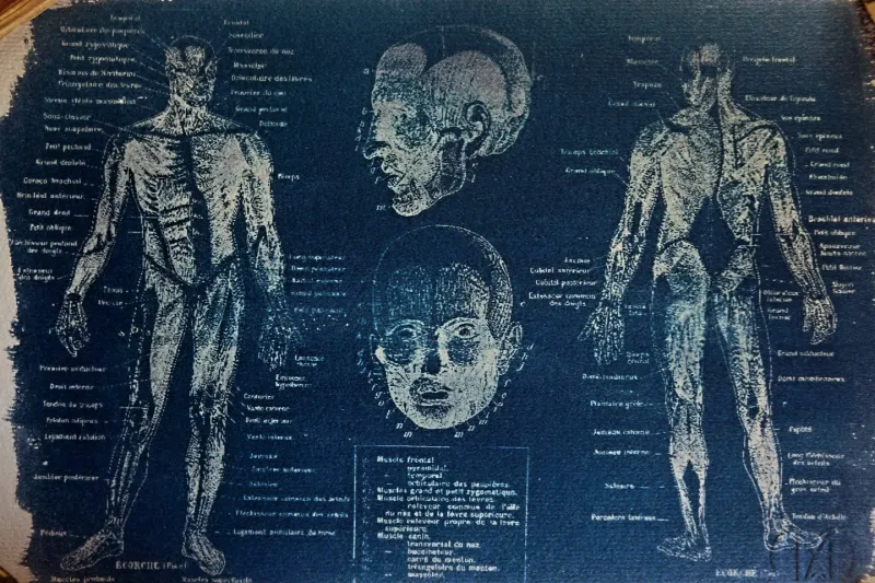 Cyanatomy - l'écorché A4, original gothic art (2)