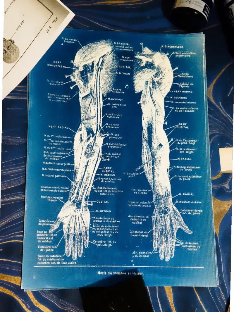 Cyanatomy - Bras A4, original gothic art