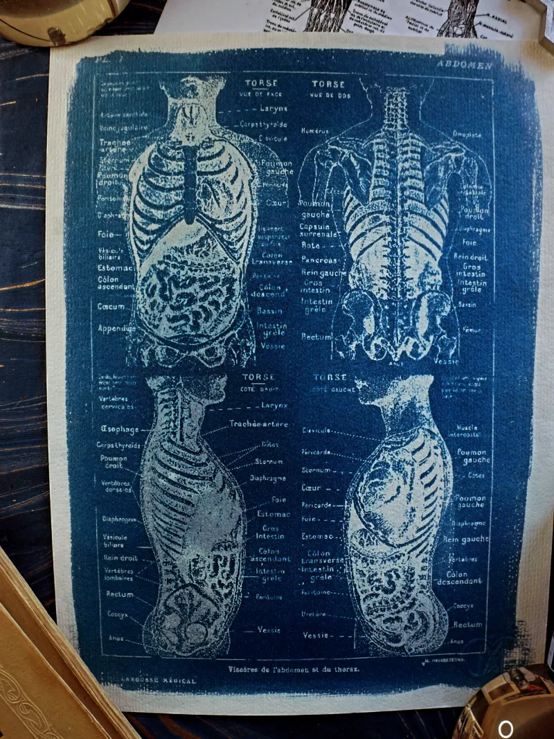 Cyanatomy - Torse A4, original gothic art