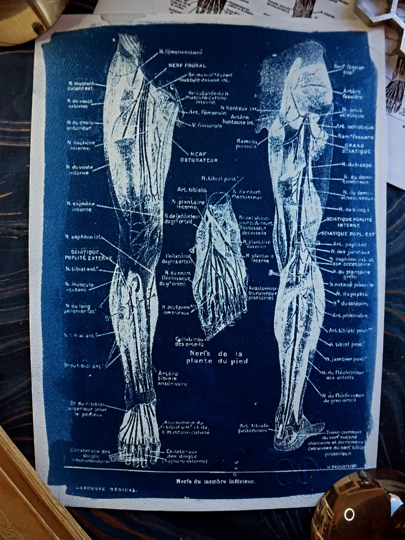 Cyanatomy - Jambe A4, original gothic art