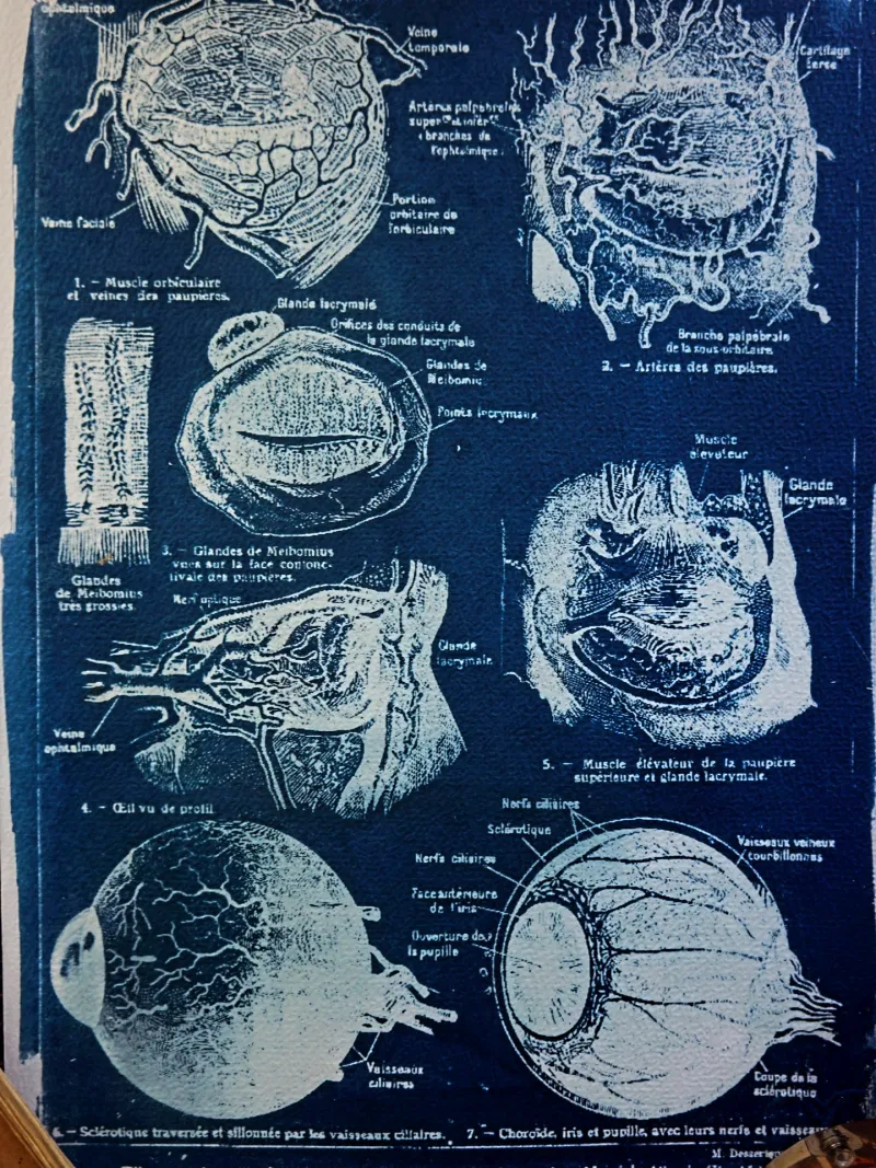 Cyanatomy - Oeil A4, original gothic art (2)