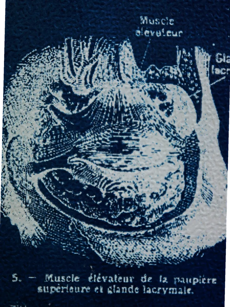 Cyanatomy - Oeil A4, original gothic art (3)