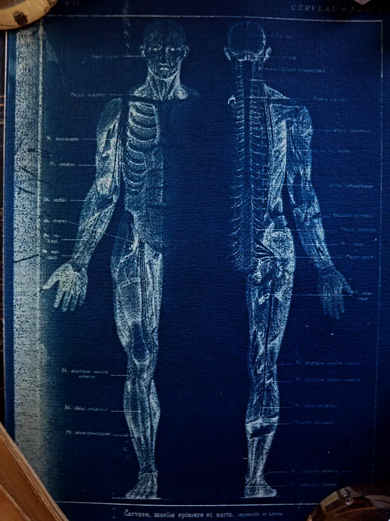 Cyanatomy - Cerveau et Nerfs A4, original gothic art