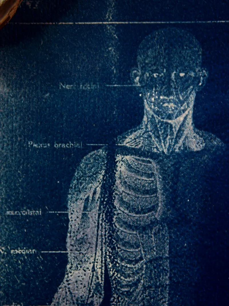 Cyanatomy - Cerveau et Nerfs A4, original gothic art (2)