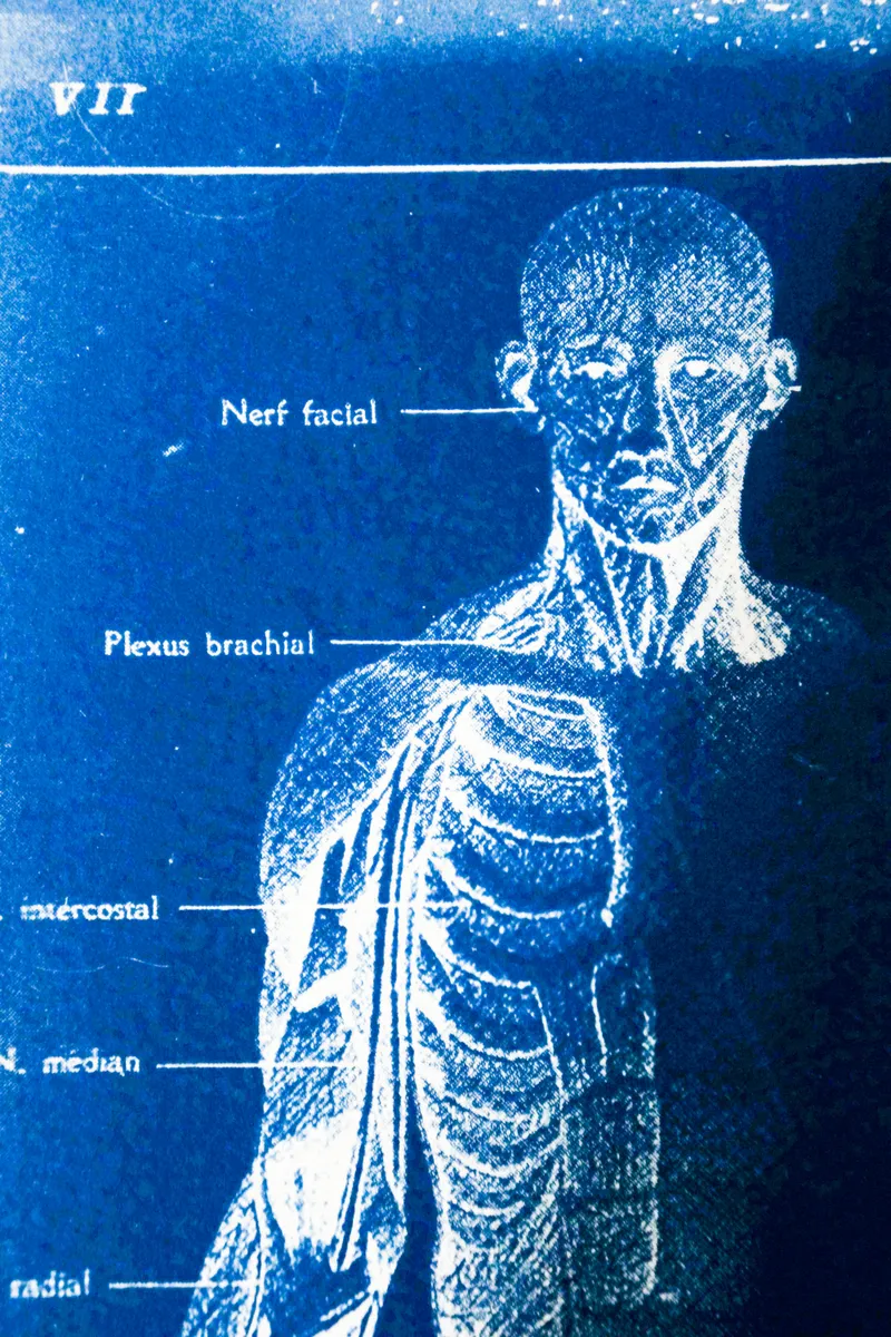 Cyanatomy - Cerveau et Nerfs A4, art gothique original (3)