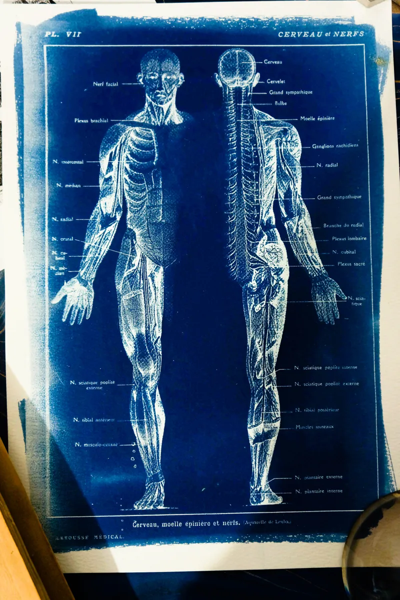 Cyanatomy - Cerveau et Nerfs A4, art gothique original (2)