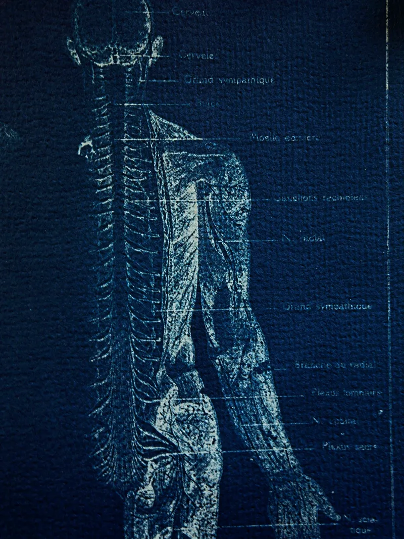 Cyanatomy - Cerveau et Nerfs A4, original gothic art (3)