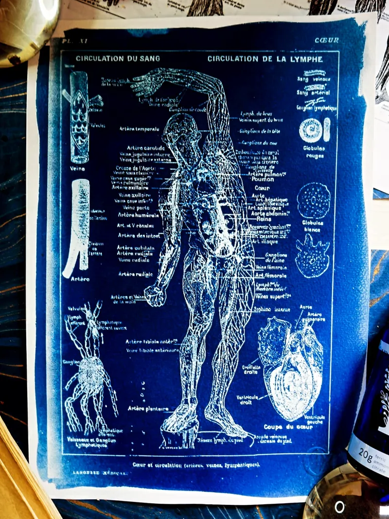 Cyanatomy - Sang et Lymphe A4, original gothic art