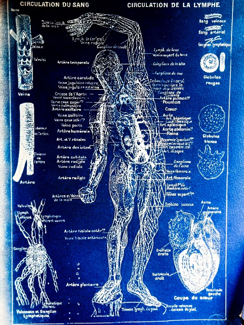 Cyanatomy - Sang et Lymphe A4, original gothic art (2)