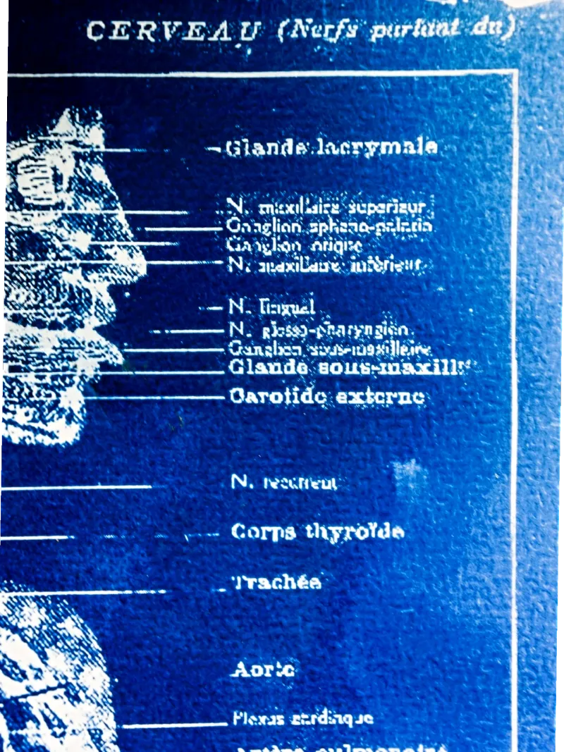 Cyanatomy - Cerveau A4, original gothic art (2)