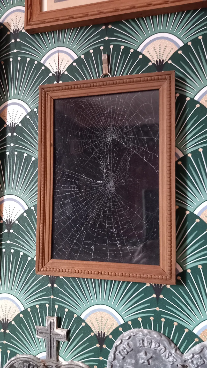 cadre vintage avec véritable toile d'araignée préservée, décoration pour cabinet de curiosité, décoration gothique faite main