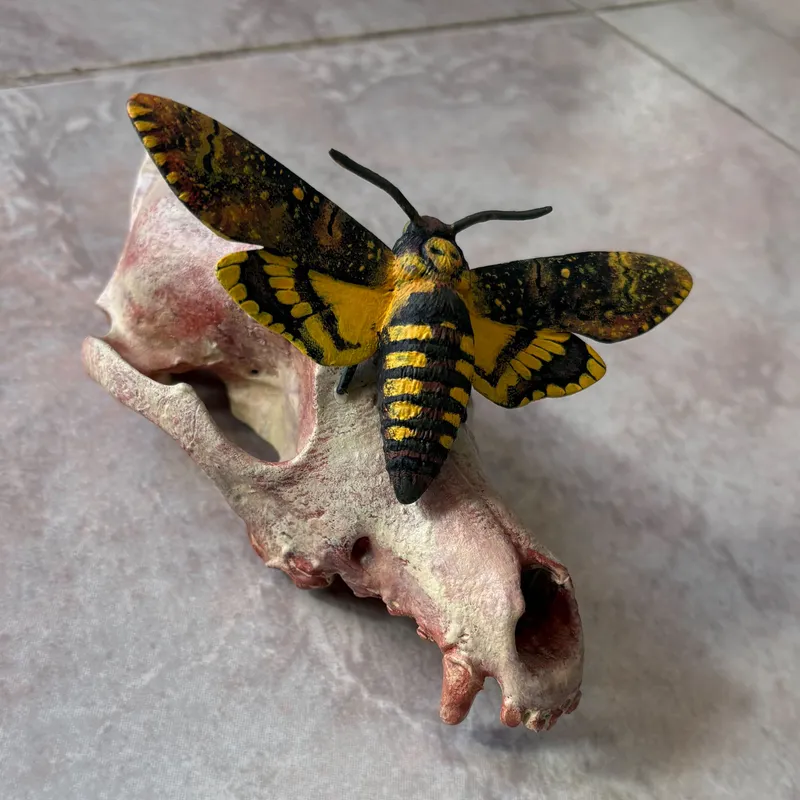 Statuette Acherontia atropos sur crâne de chien
