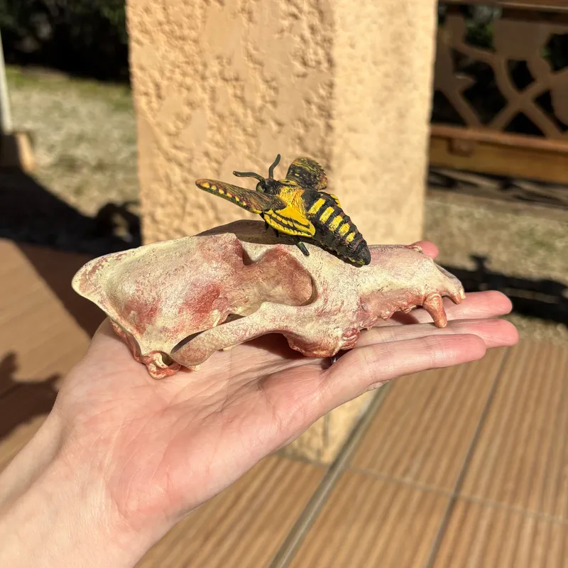 Statuette Acherontia atropos sur crâne de chien — 3