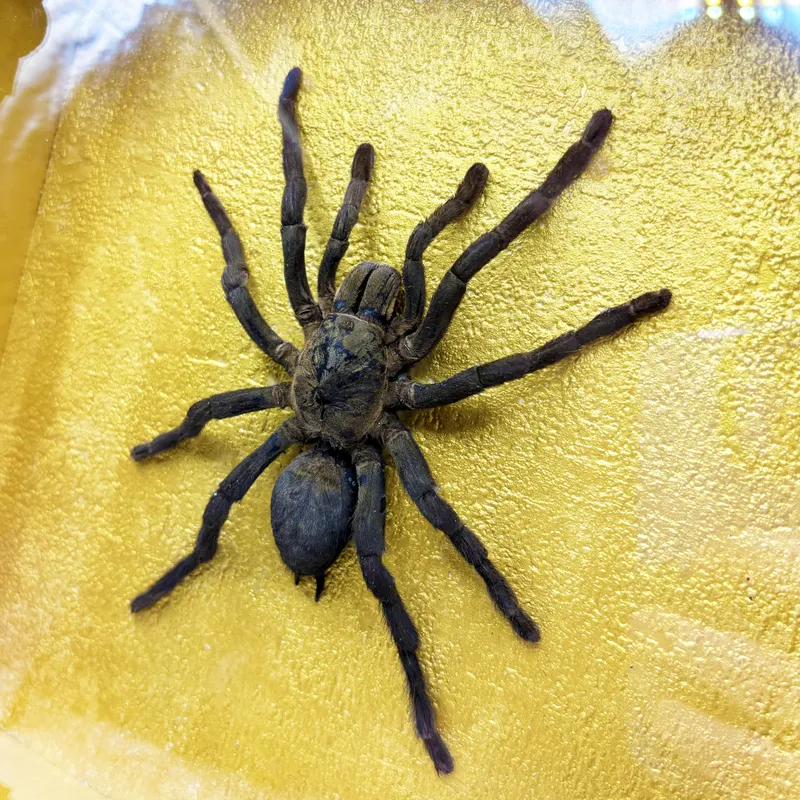 Véritable mygale Cyriopagopus lividus — 3
