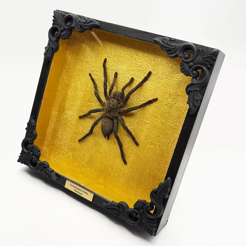 Véritable mygale Cyriopagopus lividus — 2