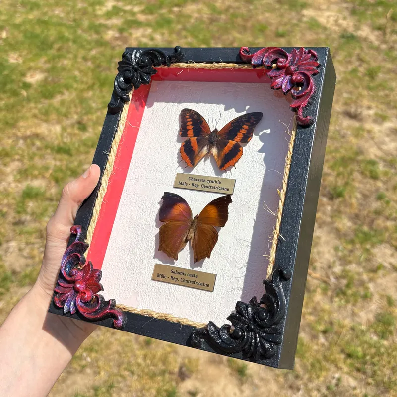 Véritables papillons Charaxes cynthia et Salamis cacta encadrés — 2