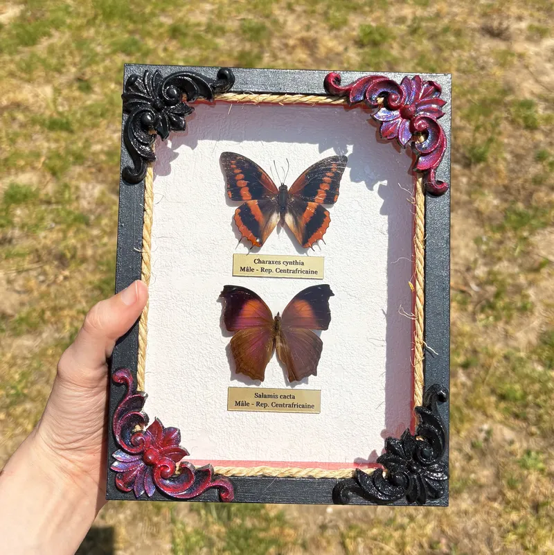 Véritables papillons Charaxes cynthia et Salamis cacta encadrés