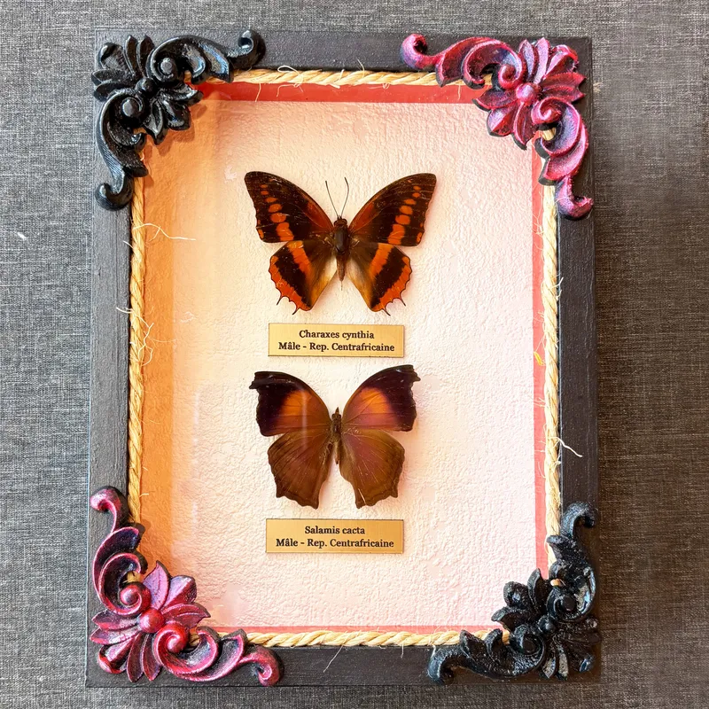 Véritables papillons Charaxes cynthia et Salamis cacta encadrés — 3