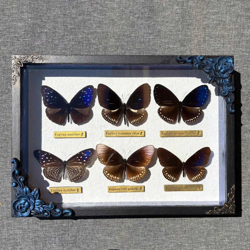 Véritables papillons Euploea encadrés — 3