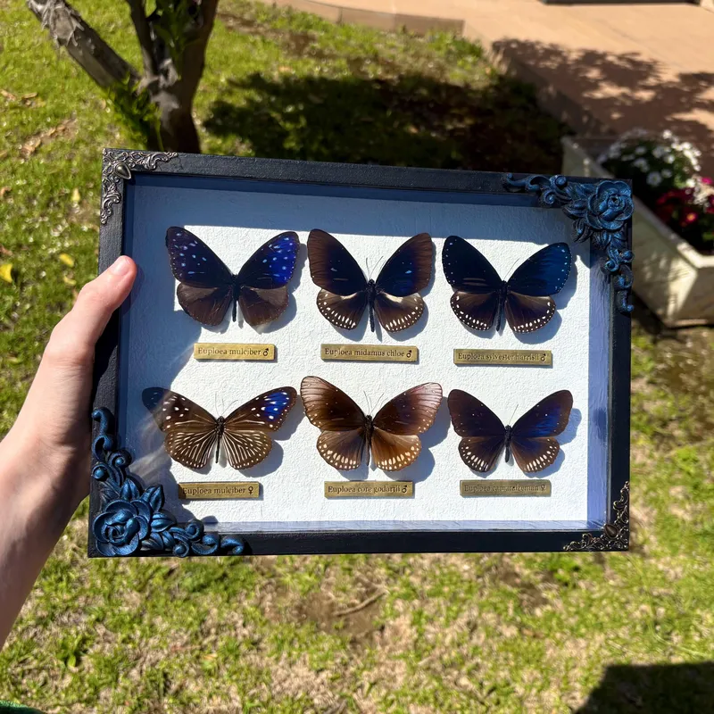 Véritables papillons Euploea encadrés, handmade gothic home decor