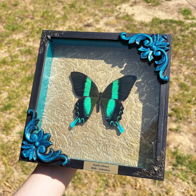 Véritable papillon Papilio blumei encadré