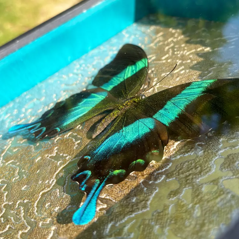 Véritable papillon Papilio blumei encadré — 3