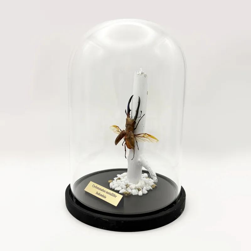 Véritable Cyclommatus metallifer sous cloche — 2