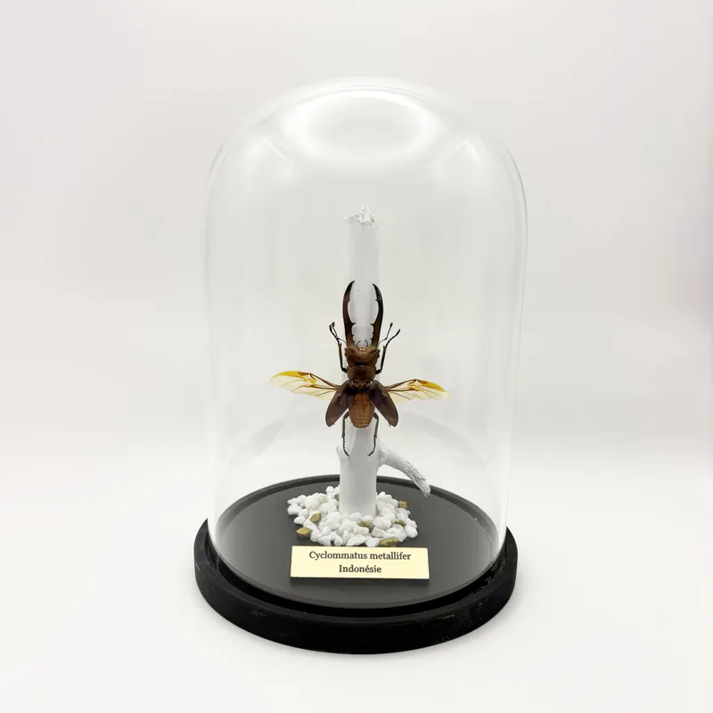 Véritable Cyclommatus metallifer sous cloche