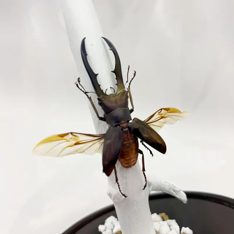 Véritable Cyclommatus metallifer sous cloche — 3