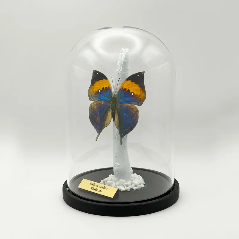 Véritable Kallima inachus sous cloche — 2