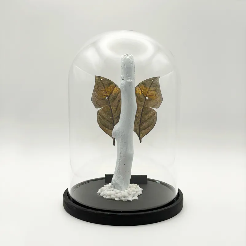 Véritable Kallima inachus sous cloche — 3