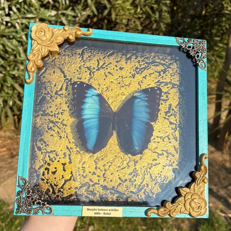 Véritable papillon Morpho helenor achilles encadré