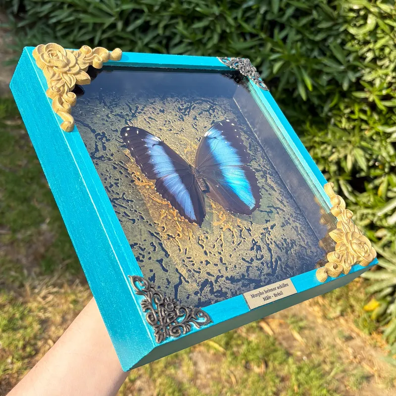 Véritable papillon Morpho helenor achilles encadré — 2