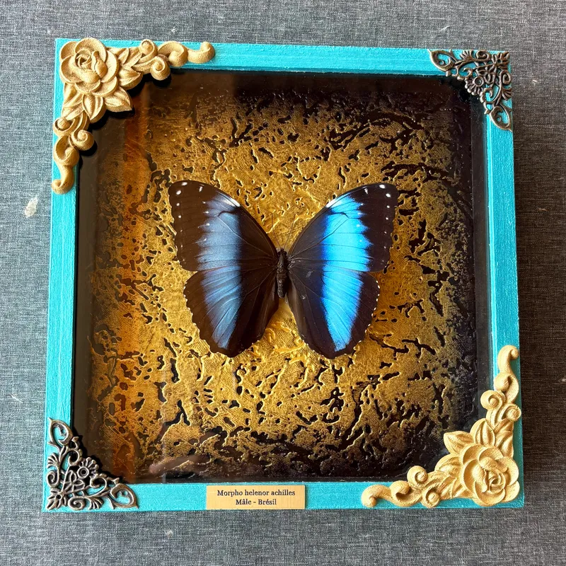 Véritable papillon Morpho helenor achilles encadré — 3