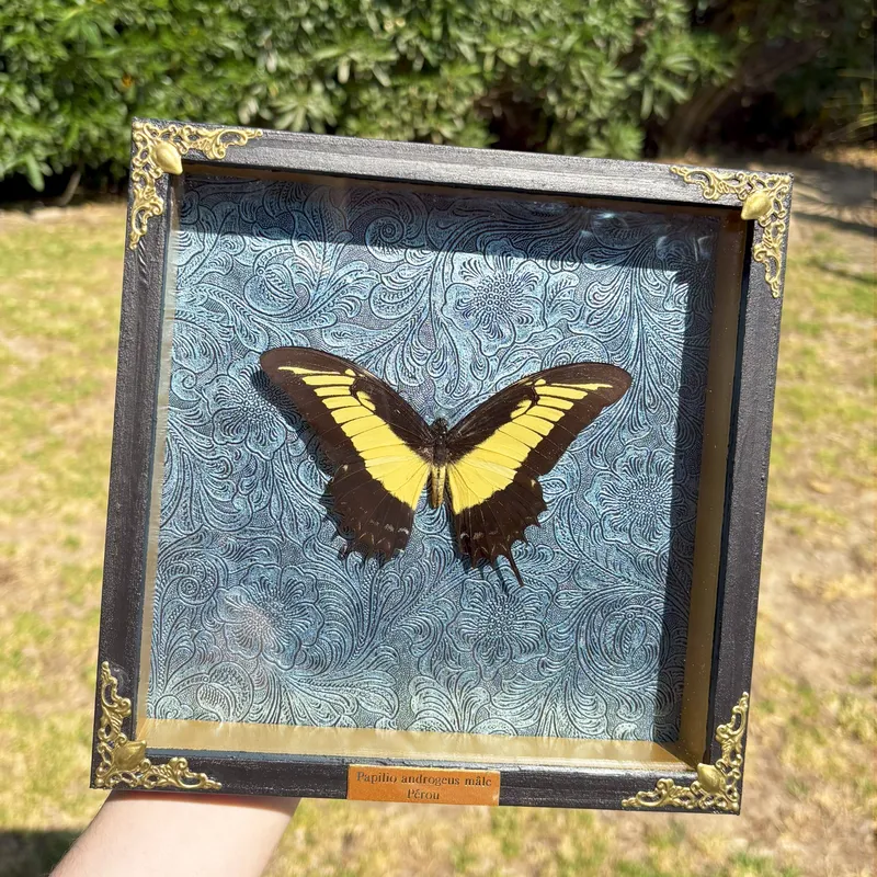 Véritable papillon Papilio androgeus encadré