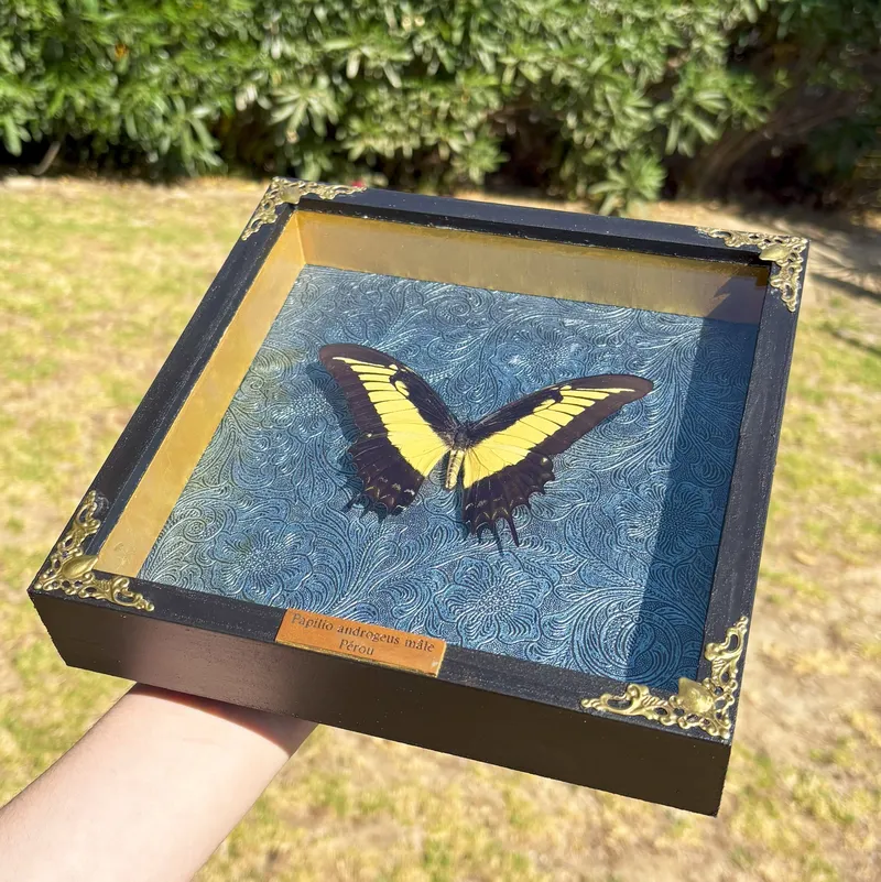 Véritable papillon Papilio androgeus encadré — 2
