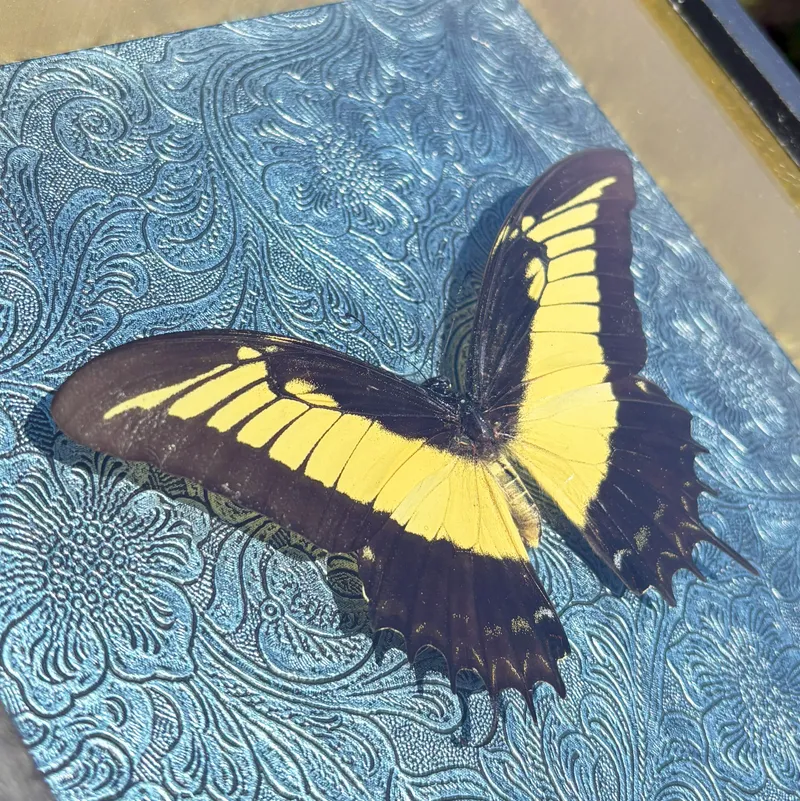Véritable papillon Papilio androgeus encadré — 3