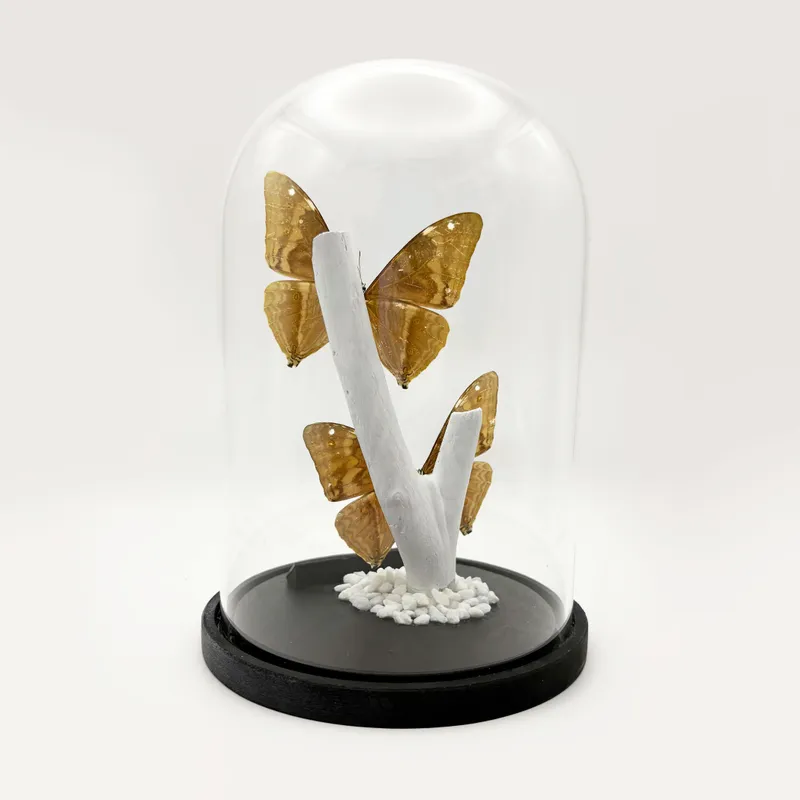 Véritables Morpho aega sous cloche — 2