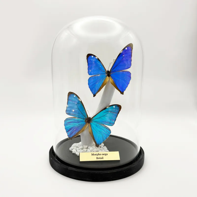 Véritables Morpho aega sous cloche