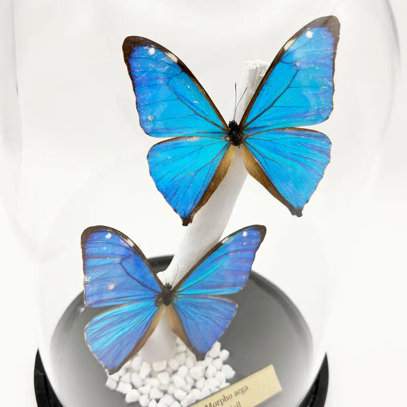 Véritables Morpho aega sous cloche — 3