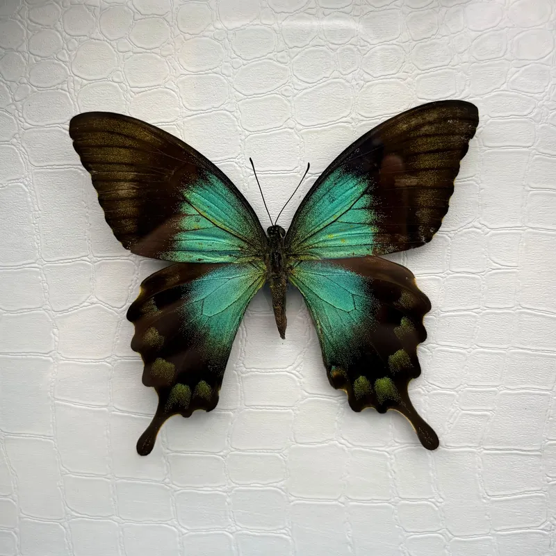 Véritable papillon Papilio lorquinianus encadré — 3