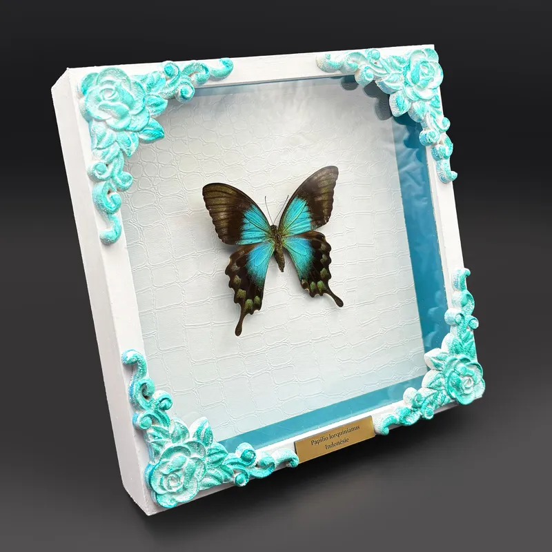 Véritable papillon Papilio lorquinianus encadré — 2