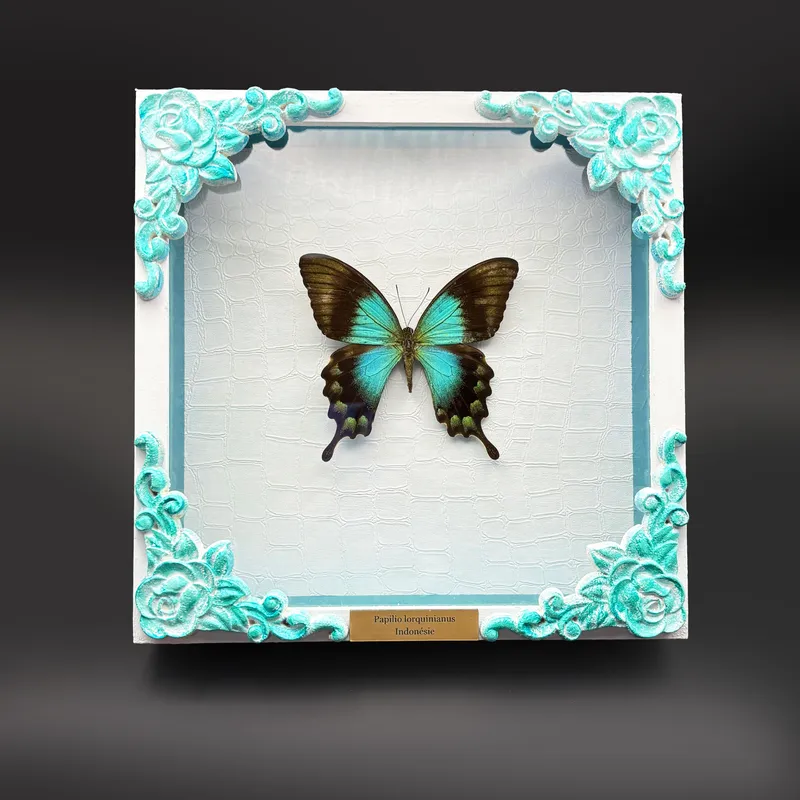 Véritable papillon Papilio lorquinianus encadré, handmade gothic home decor