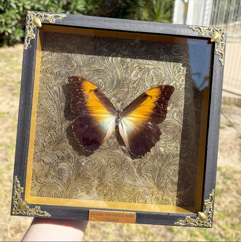 Véritable papillon Morpho telemachus encadré