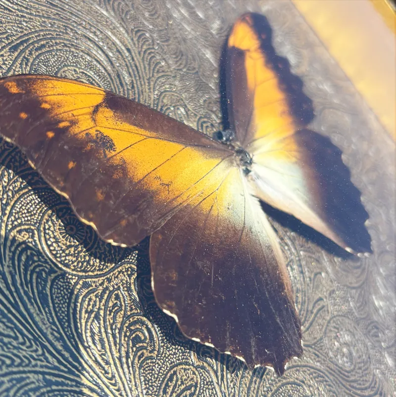 Véritable papillon Morpho telemachus encadré — 3