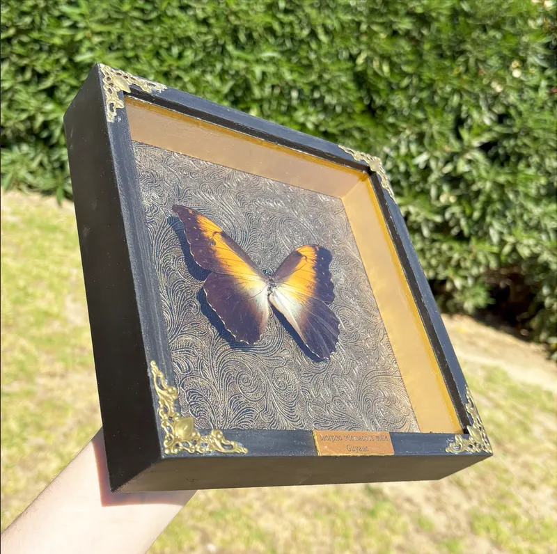 Véritable papillon Morpho telemachus encadré — 2
