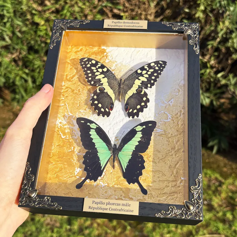 Duo de véritables papillons Papilio demodocus et Papilio phorcas encadrés — 2